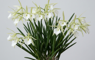 Brassavola Little Stars orchid flowers with pale green petals and a white lip against a light gray background