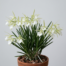 Brassavola Little Stars orchid flowers with pale green petals and a white lip against a light gray background