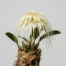 Creamy white dome-shaped flowering head of a Bulbophyllum medusae orchid with long thread-like sepals.