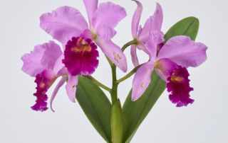 Cattleya labiata orchid with large lavender-pink petals and a rich magenta lip against a light gray background