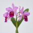 Cattleya labiata orchid with large lavender-pink petals and a rich magenta lip against a light gray background