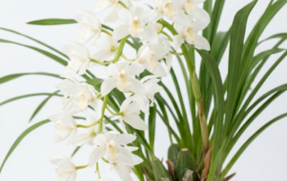 A close-up of a cascading Cymbidium Sarah Jean orchid with dense white flowers on a light gray background