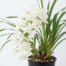 A close-up of a cascading Cymbidium Sarah Jean orchid with dense white flowers on a light gray background