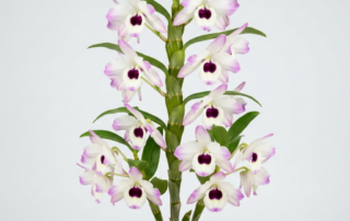 A flowering Dendrobium nobile orchid with white and purple blooms growing along its upright canes.