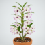 A flowering Dendrobium nobile orchid with white and purple blooms growing along its upright canes.