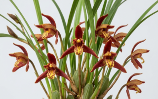 A close-up of the red and yellow star-shaped flower of a Maxillaria tenuifolia orchid nestled in grass-like leaves.
