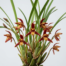 A close-up of the red and yellow star-shaped flower of a Maxillaria tenuifolia orchid nestled in grass-like leaves.