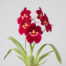 A close-up of the velvety crimson flowers of a Miltoniopsis Bert Field orchid with a yellow and white central mask.