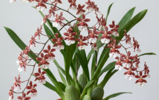 Oncidium Sharry Baby orchid with branching spikes of reddish-brown and white flowers against a light gray background
