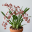 Oncidium Sharry Baby orchid with branching spikes of reddish-brown and white flowers against a light gray background