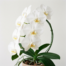 A cascading spike of large, pristine white Phalaenopsis Sogo Yukidian orchid flowers with yellow markings on the lip.