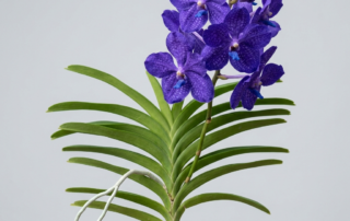 Vanda Pachara Delight orchid with large, deep violet-blue flowers and thick aerial roots against a light gray background