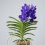 Vanda Pachara Delight orchid with large, deep violet-blue flowers and thick aerial roots against a light gray background