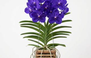 Vanda Robert's Delight orchid with large violet-blue flowers and hanging aerial roots in a wooden basket