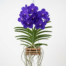 Vanda Robert's Delight orchid with large violet-blue flowers and hanging aerial roots in a wooden basket