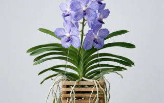 Vanda coerulea orchid with light blue tessellated flowers and hanging aerial roots against a light gray background