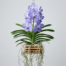 Vanda coerulea orchid with light blue tessellated flowers and hanging aerial roots against a light gray background