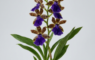 A blooming Zygopetalum Advance Australia orchid showing its purple lip and chocolate-brown patterned petals.