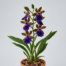 A blooming Zygopetalum Advance Australia orchid showing its purple lip and chocolate-brown patterned petals.
