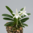 A close-up of the star-shaped white flower and long nectar spur of an Angraecum Didieri orchid.