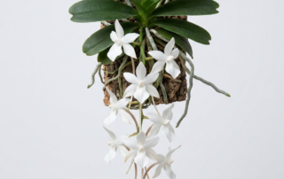 White star-shaped flowers of an Aerangis Biloba orchid hanging in a pendulous raceme.