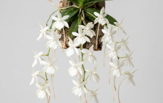 White star-shaped flowers and dark green foliage of a mounted Aerangis Distincta orchid.