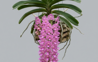 Densely packed, fragrant rose-pink blossoms on a pendulous Aerides Rosea orchid spike.