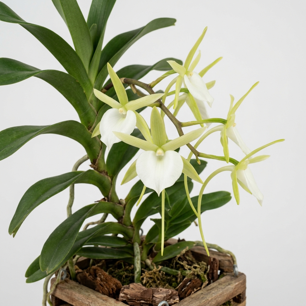 Angraecum Eichlerianum orchid showing its climbing stem, leathery leaves, and white and green flowers.