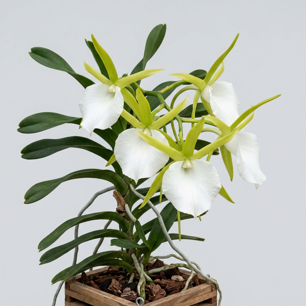 Angraecum Infundibulare orchid flower featuring a large, funnel-shaped white lip and greenish-yellow petals.