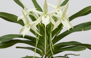 Star-shaped white flower of an Angraecum Longicalcar orchid showing its long green-tinted nectar spur.