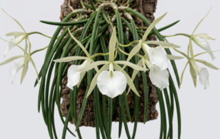 Brassavola Acaulis orchid with pendulous green leaves and a large white star-shaped flower.