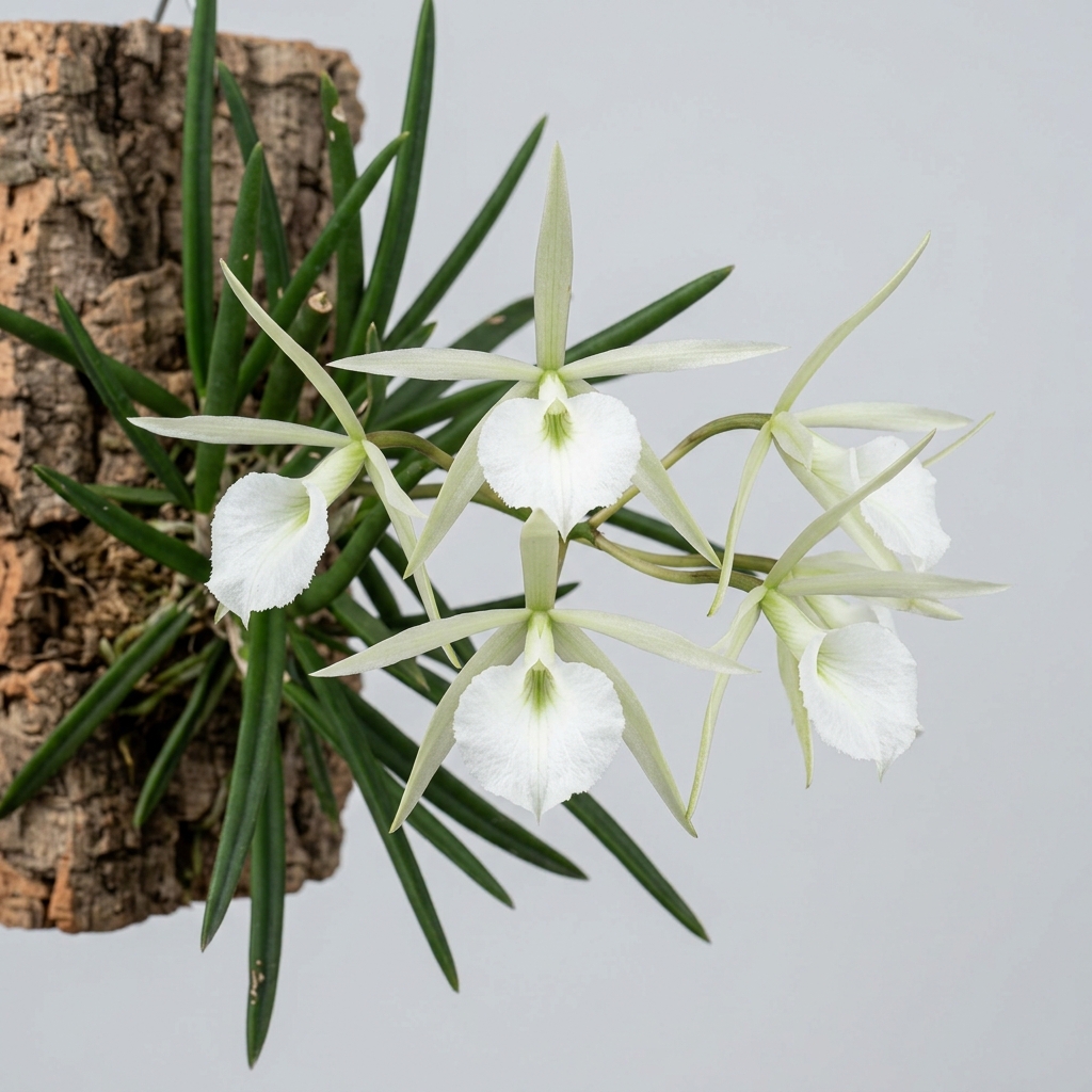 Star-shaped white flowers of a Brassavola Tuberculata orchid.