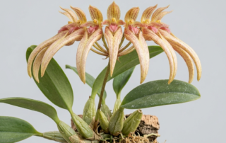 Bulbophyllum Flabellum-Veneris orchid displaying its unique fan-shaped arrangement of small flowers.