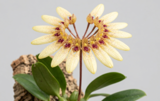 Bulbophyllum Makoyanum orchid featuring a circular fan-shaped cluster of yellow and red-speckled flowers.