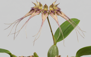Bulbophyllum Ornatissimum orchid showing its creeping rhizome and fan-like flower cluster with elongated sepals.