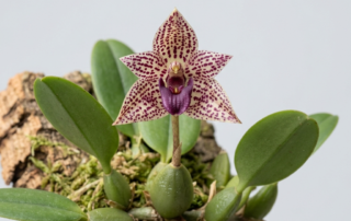 A Bulbophyllum Patens orchid flower showing cream and yellow petals with reddish-purple spots and a hinged lip.