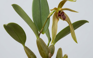 Bulbophyllum Robustum orchid showing its large pseudobulbs and unique pendulous flowers.