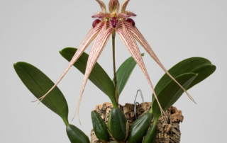Bulbophyllum Sumatranum orchid flower with striped sepals and a hinged labellum.