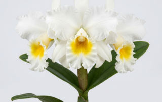 A large white Cattleya Bob Betts orchid flower with a ruffled lip and golden-yellow throat.