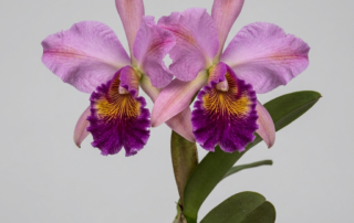 Lavender and magenta Cattleya Hardyana orchid flower with a deep crimson and golden-yellow patterned lip.