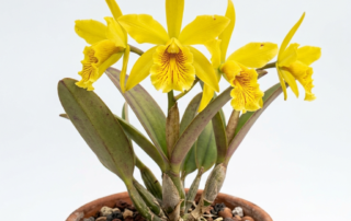 Cattleya Briegeri orchid cultivar flowers