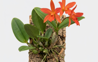 A miniature Cattleya Cernua orchid with clusters of star-shaped orange flowers.
