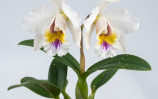 Cattleya Chocoensis orchid cultivar flowers