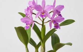 A close-up of a pink and lavender Cattleya Dolosa orchid bloom with a deep purple lip.