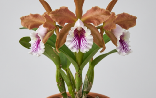 Cattleya Grandis orchid flower showing coppery-bronze petals and a ruffled white lip with purple veins.