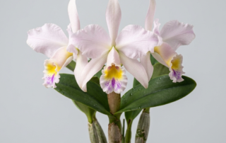 A Cattleya Wallisii orchid flower with pale pink petals and a tubular yellow lip.