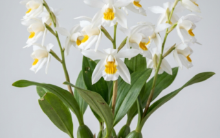 White flowers of Coelogyne Mooreana orchid with a golden-yellow throat on an upright spike.