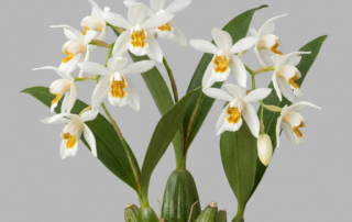 White Coelogyne Nitida orchid flowers with distinctive golden-yellow lip markings and glossy green pseudobulbs.