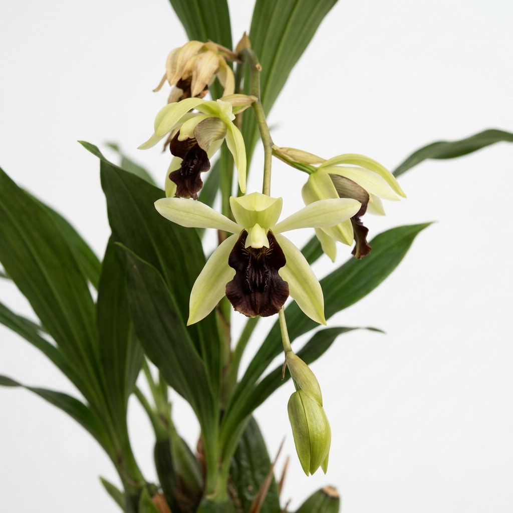 Coelogyne Usitana orchid showing its pale creamy-green petals and contrasting deep near-black labellum.