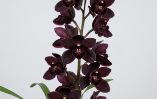 A close-up of the deep maroon-purple, near-black flowers of a Cymbidium Kiwi Midnight orchid.